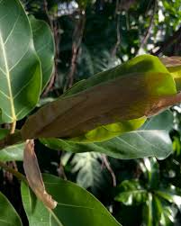 Image result for Ficus lutea
