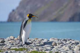 A Beautiful King Penguin Picture Picture By Sara Mader King Penguin Penguins Penguin Pictures