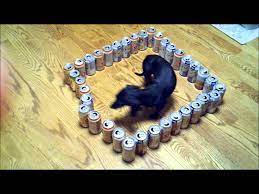 Dumb Vs Smart Wiener Dog Wiener Dog Dumb Dogs Cute Dog Pictures