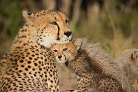 Maybe you would like to learn more about one of these? What Do Cheetahs Eat Animal Sake