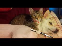 Try Not To Laugh Funny Cats Animals Videos 2019 Cat Filter Komik Videolar Youtube
