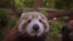 The perfect redpanda baby animated gif for your conversation. Top 30 Red Panda Cub Gifs Find The Best Gif On Gfycat