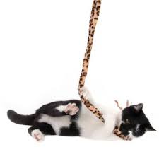 Canne A Peche Leo Pour Chat Canne A Peche Jouet Pour Chat Chat