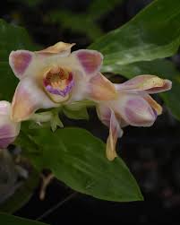 Image result for Persicaria madagascariensis