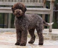 Https Minepuppy Com Wp Content Uploads 2018 03 Lagotto Romagnolo Minepuppy Jpg In 2020 Lagotto Romagnolo Medium Sized Dogs Hypoallergenic Dog Breed