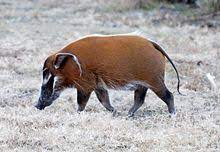 Collecta pinselohrschwein bei amazon.de | günstiger preis | kostenloser versand ab 29€ für ausgewählte artikel. Pinselohrschwein Wikipedia