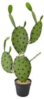 Please help support my channel by visiting. Prickly Pear Cactus 75cm Cacti Succulents