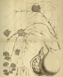 Image result for Landolphia ligustrifolia