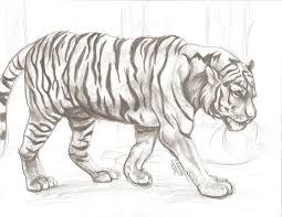Animal Drawing 1 Tiger Drawing Animal Sketches Animal Art