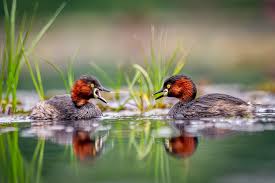 Image result for Streptocarpus montis-bingae