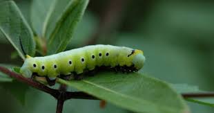 Black And Yellow Striped Caterpillar With White Hair Caterpillar Hunting Black Spot Black Caterpillar Caterpillar