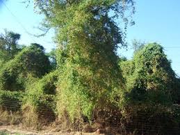 Image result for Cardiospermum grandiflorum