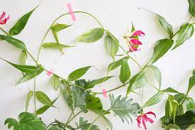 We did not find results for: Houseplants Of The Month May Tropical Beauties