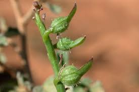 Image result for Carrichtera annua