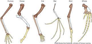 Structural Homology Evolution Leg Bones Anatomy