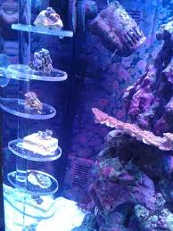 Check spelling or type a new query. Diy Vertical Frag Rack Ultimatereef Com Saltwater Aquarium Beginner Saltwater Tank Marine Tank