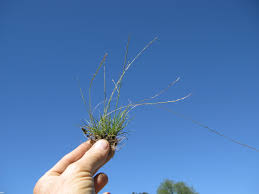 Image result for Tripogon