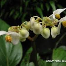 Manfaat' di taman nasional bukit baka bukit raya. Gunung Tampin