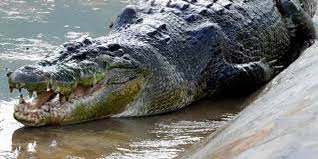 Un crocodile de 6 à 7 mètres de long ! Philippines Le Plus Grand Crocodile Marin Du Monde En Captivite Est Mort Le Point