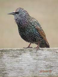 common starling