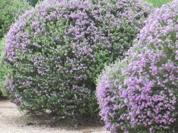 Common habitat of this plant ranges in sandy areas such as savannas and dunes. Our Desert Is Cascading With Purple Flowering Bushes Tjs Garden