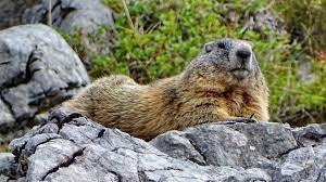Mit dem eichhörnchen verwandtes, im hochgebirge lebendes und einen langen winterschlaf haltendes redensartlich schlafen wie ein murmeltier 'sehr fest und lange schlafen' (16. Murmeltiere Wo Man Sie Garantiert In Den Alpen Beobachten Kann