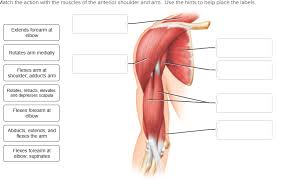 Bones and bony landmarks | muscles. Solved Match The Action With The Muscles Of The Anterior Chegg Com