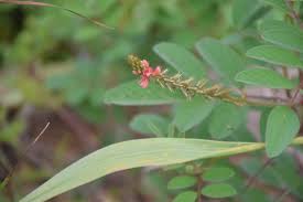 Image result for Indigofera oligophylla