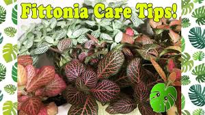 Fittonia argyroneura and fittonia albivenis are the two most common types to find at your local nursery or plant shop, says santiago. Fittonia Care Tips Youtube