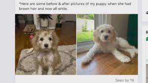 Maybe you would like to learn more about one of these? Buyers Claim Breeder Sold Fake Goldendoodles Fox 5 San Diego