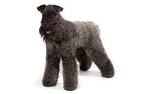 Kerry Blue Terrier Puppies for Sale from Reputable Dog ...