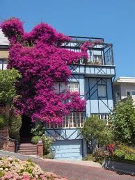 House On The Crooked Lombard St With Fantastic Bouganvillea In Full Bloom Dream Garden Bougainvillea Climbing Flowers
