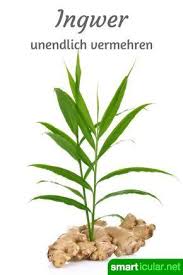 Superknolle Ingwer Nicht Kaufen Sondern Ganz Einfach Selbst Vermehren Garten Pflanzen Pflanzen Und Ingwer Pflanzen