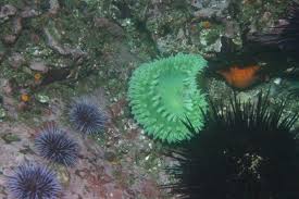 Image result for Aneilema chrysopogon