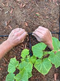 How to set up drip irrigation. How To Install A Drip Irrigation System With Automatic Watering