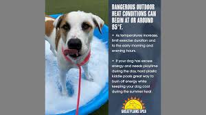 We are the largest and only open admission shelter adopt valentine. Kc Animal Groups Launch Campaign To Limit Pet Heat Exposure The Kansas City Star