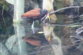 距翅水雉northern jacana 非雀形目水雉科jacana spinosa wild birds fish pet pets