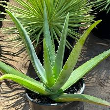 Image result for Aloe