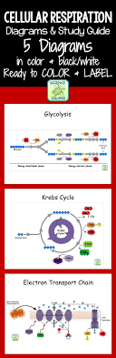 5 Cellular Respiration Diagrams Are Included In 4 Different Formats For Coloring And Labeling Comes With A S Biology Lessons Science Biology Biology Classroom