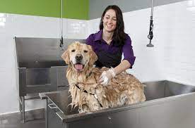 How To Start A Self Serve Dog Washing Business Dog Wash Dog Grooming Business Dog Grooming