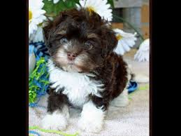 Black And White Havanese Puppy For Sale Havanese Puppy Brown And White Havanese Puppies Havanese Puppies
