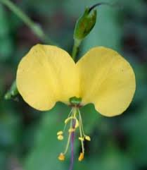 Image result for Aneilema aequinoctiale