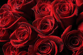 اليكم مجموعة كبيرة من صور الورود الرائعة عالية الدقة ورد أحمر في