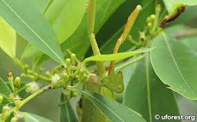 Image result for Erythroxylum zambesiacum