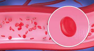 Concentrazione cellulare media di emoglobina (mean cell hemoglobin concentration, mchc). Mchc Cos E Alto Basso Cosa Mangiare E Gravidanza