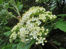 Piante da giardino a fiore bianco sempreverde con fiori bianchi profumati. Piante Da Siepi Fiorita Resistenti Al Freddo Ecco Quali Sce