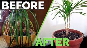 This happens quite often, but providing new leaves are forming as well it's normal. Houseplant Care Bring Your Houseplant Back To Life Youtube