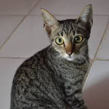 Air kelapa untuk kucing boleh diberikan karena pada dasarnya air kelapa tidak berbahaya bagi kucing. Pecinta Kucing Air Kelapa Muda Dan Kuning Telur P3k Facebook