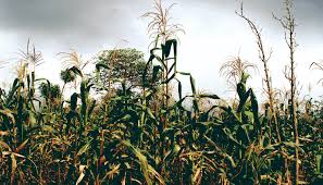 El impulso agropecuario al sur-sureste