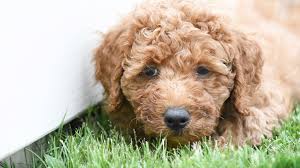 Goldendoodles are highly intelligent and loyal companions, their affectionate and gentle nature makes them some of. 9p3hgew2npdiim